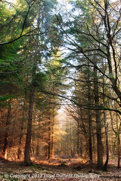 Wyre Forest, Shropshire | Places to visit, Walking in nature, Places to see