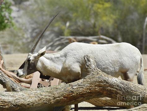 Arabian Oryx With Very Long Straight Horns Photograph by DejaVu Designs