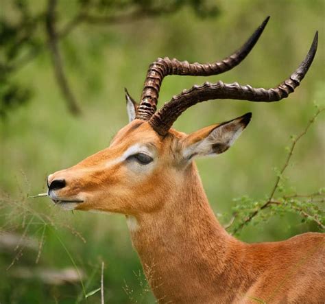 African Deer Species: Everything You Need to Know