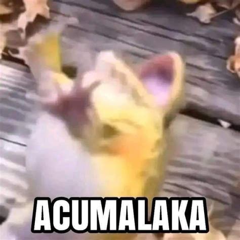 acumalaka | Gambar lucu, Meme, Humor lucu