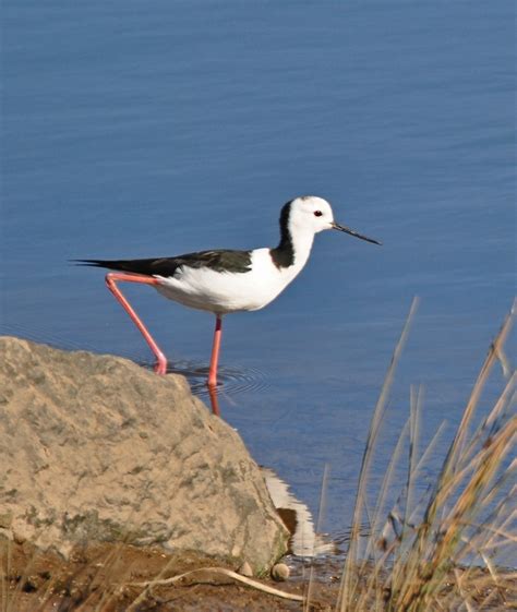 Black winged Stilt | BirdForum