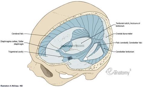 Meninges - Cranial dura mater : Gross anatomy - Illustrations: A. Micheau - MD : Cranial dura ...