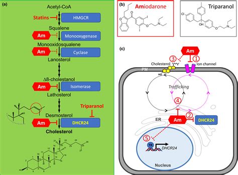 Cholesterol and desmosterol dancing to the beat of a different drug ...