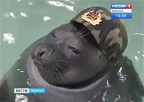 Even the seals are in patriotic mood as Russia marks sacred Victory Day