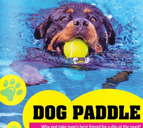 Saturday: Take Your Dog For a Swim (at Dogwood Pool, Naturally) | Reston Now