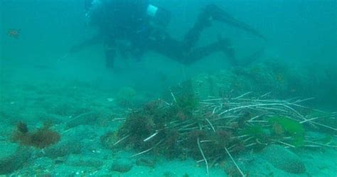 Skeletons discovered in the wreckage of legendary pirate 'Black Sam' Bellamy's ship | CBC Radio