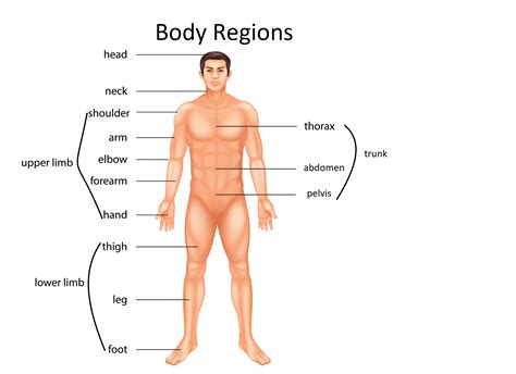 Anatomical Terms Labeling