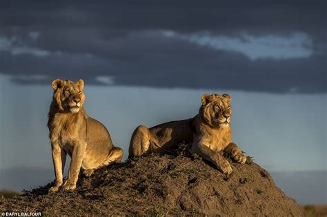 Incredible photographs show African lions in their stunning natural ...