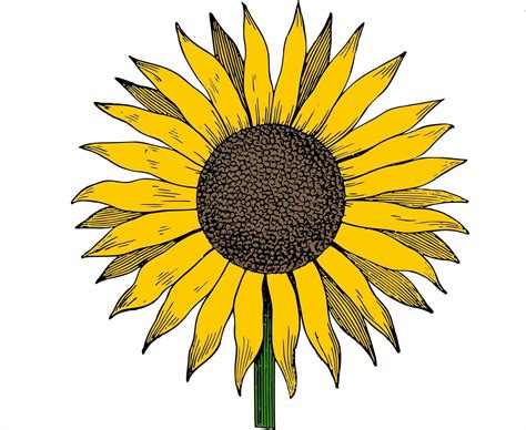 Sunflower Sonnenblume Clipart