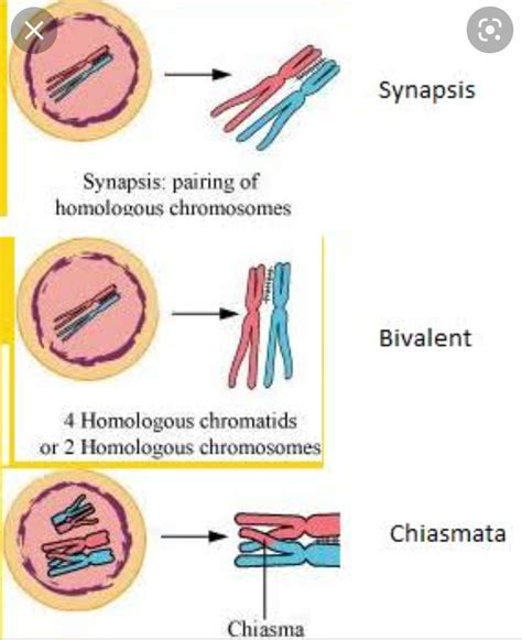 Pachytene in meiosis