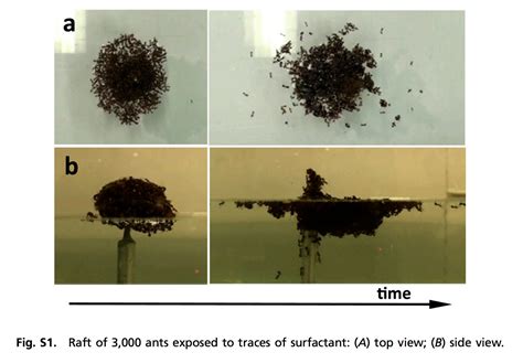 How to destroy a floating fire ant colony - The Washington Post