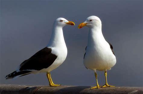 Free Images : bird, seabird, seaside, wildlife, beak, macro, couple, closeup, fauna, birds ...