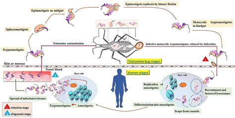 What is the Difference Between Trypanosoma Cruzi and Brucei | Compare ...