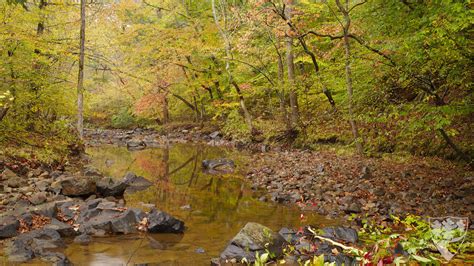 Duke Forest Fall Zoom Backgrounds – Duke Forest