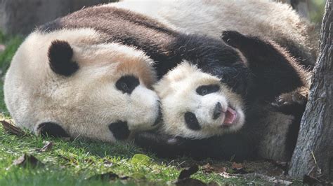 Wild Baby Animal Photos Offer Rare, Intimate Glimpse of Nature