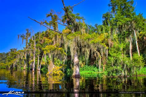 Cypress Tree with Spanish Moss at Fish Eating Creek | Royal Stock Photo