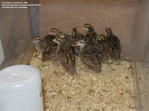 Rural Gardening: Quail eggs in the incubator, 1 by NCffp163