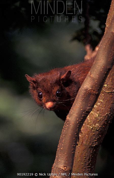 Red Giant Flying Squirrel stock photo - Minden Pictures