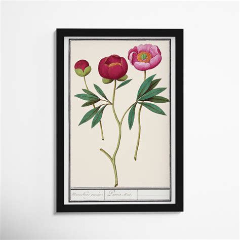 Red And Pink Peony Botanical Study by Oliver Gal | Birch Lane