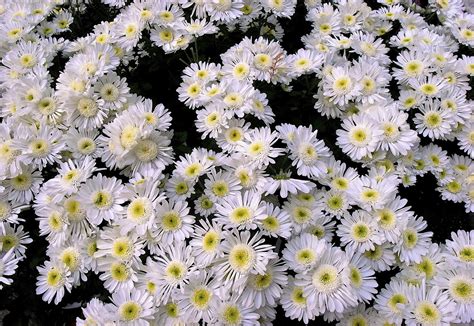 Hintergrundbilder : Chrysanthemen, Blumen, Weiß, viele 2048x1410 - - 1048470 - Hintergrundbilder ...