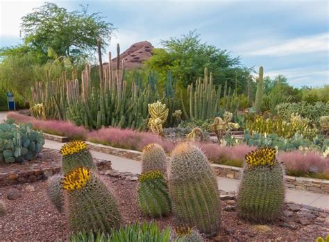 Botanical Garden In Phoenix Arizona | Fasci Garden