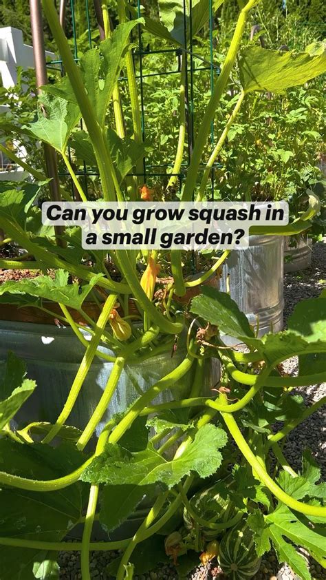 Can you grow squash in a small garden?