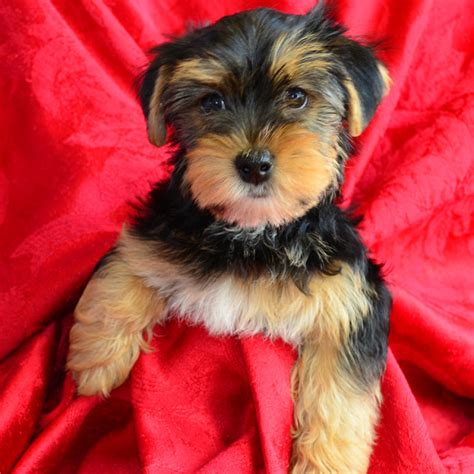 Male Yorkie Puppies For Sale | Fancy Pups