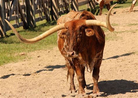 What are the Texas state animals? | Texini The Lonestar Lifestyle