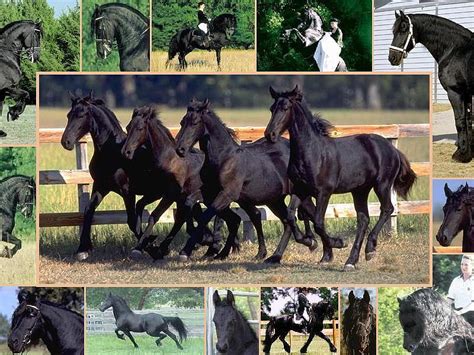 free download | Black Horse Collage, black horses, animals, horses ...