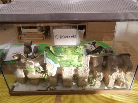 Hatching Silkworms From Eggs - Garden Teacher