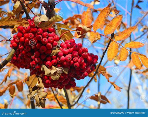 Autumn berries stock photo. Image of bunch, orange, sunny - 27229298