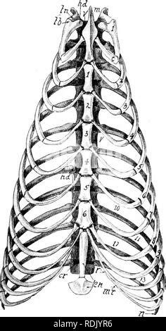 . Anatomy of the cat. Cats; Mammals. THE VERTEBRAL COLUMN. 5 ...