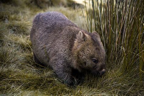 Trek the Cradle Mountain Overland Track | Intrepid Travel AU