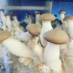 25 Indoor Mushroom Growing ideas | mushroom grow kit, grow kit, stuffed ...