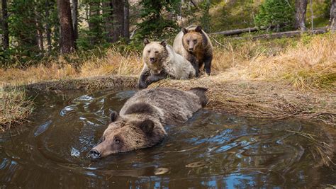 Bears In Yellowstone - Photos All Recommendation