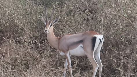 #antelopes species in Amboseli, east Africa Kenya 🇰🇪 - YouTube