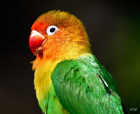 "Rainbow Parrot" by pcfyi | Redbubble