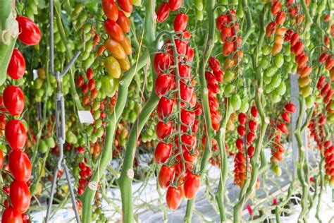 10 Greenhouse Tomato Varieties to Consider - Greenhouse Grower