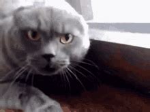 Hissing Cat GIF - Hissing Cat Angry - GIF 탐색 및 공유