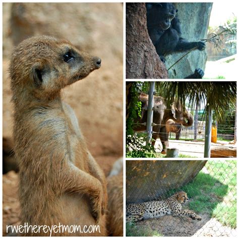 Houston Zoo ~ Houston, TX - R We There Yet Mom?