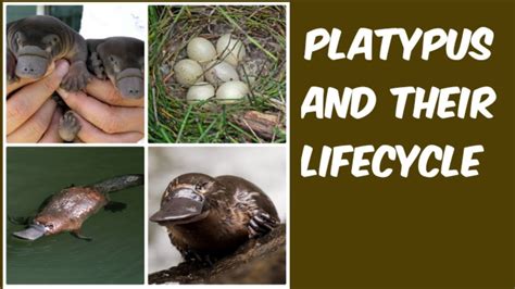 Platypus Reproduction And Life Cycle