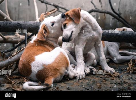 A Jack Russell Terrier puppies Playing together in an abandoned garden ...