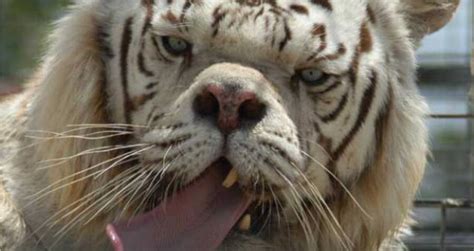 The Tragedy Of Kenny, The Supposed White Tiger With Down Syndrome