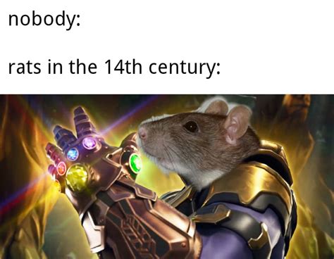 34 Weird Rat Memes That Only A Dirty Little Rodent Will Like