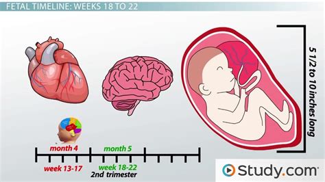 Second Trimester Fetal Development - Lesson | Study.com