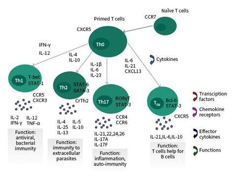 Cytokines definition