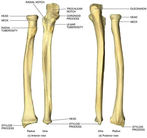 ulna - Google Search | Anatomy bones, Radius anatomy, Radius and ulna