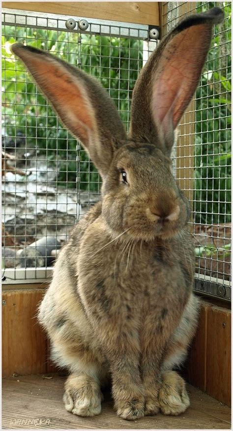 Biggest Bunny ~ Long Ears ~ | Giant rabbit, Flemish giant rabbit, Animals beautiful