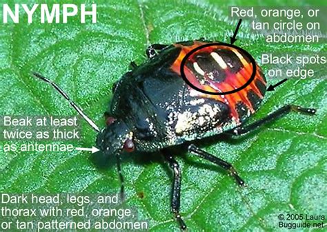 Two-Spotted Stink Bug | NC State Extension