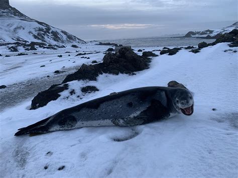 Team provides novel baseline data on leopard seals, mysterious apex ...